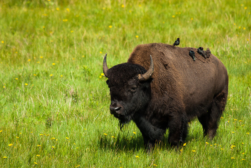 American Bison