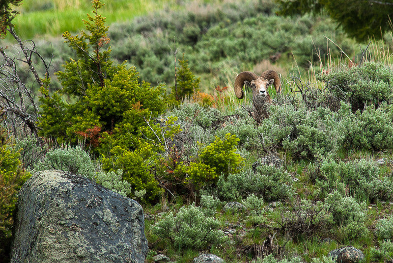 Bighorn Sheep