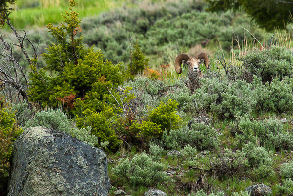 Bighorn Sheep