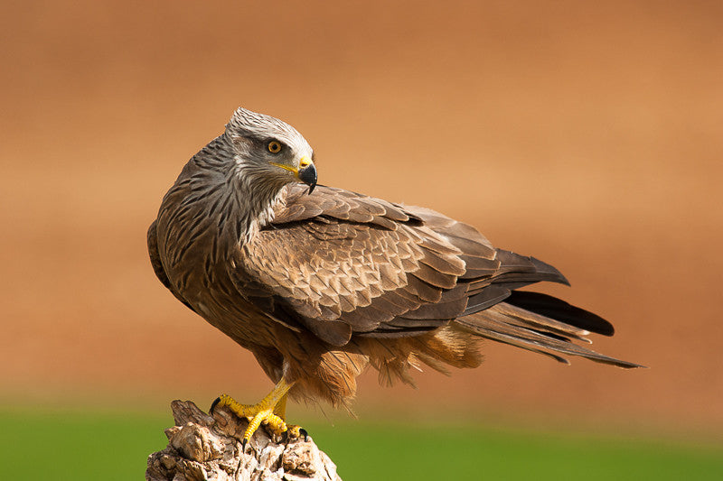 Black Kite