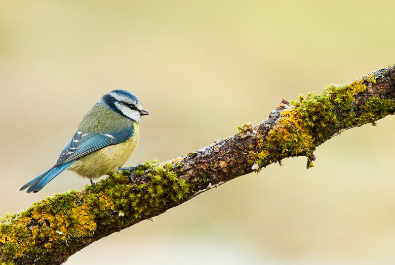 Blue Tit