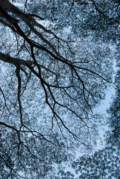 Branches