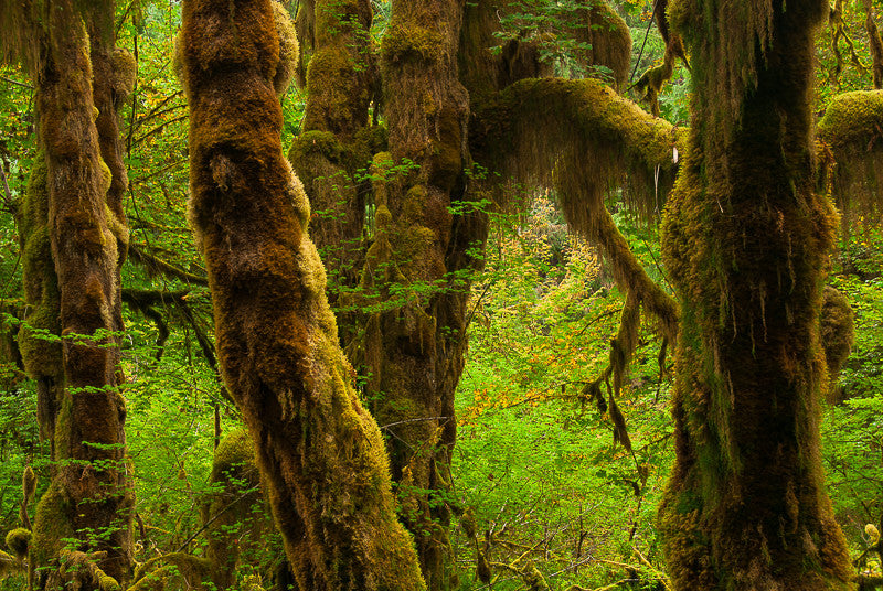 Clubmoss Fastened to Trunks and Branches II