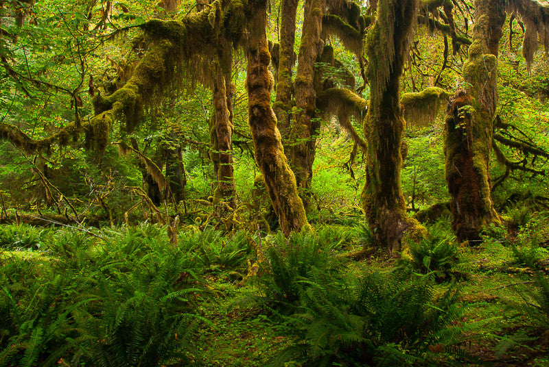 Clubmoss Fastened to Trunks and Branches I
