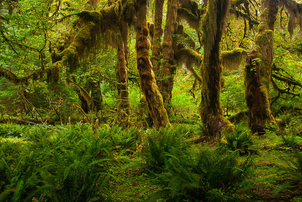 Clubmoss Fastened to Trunks and Branches I