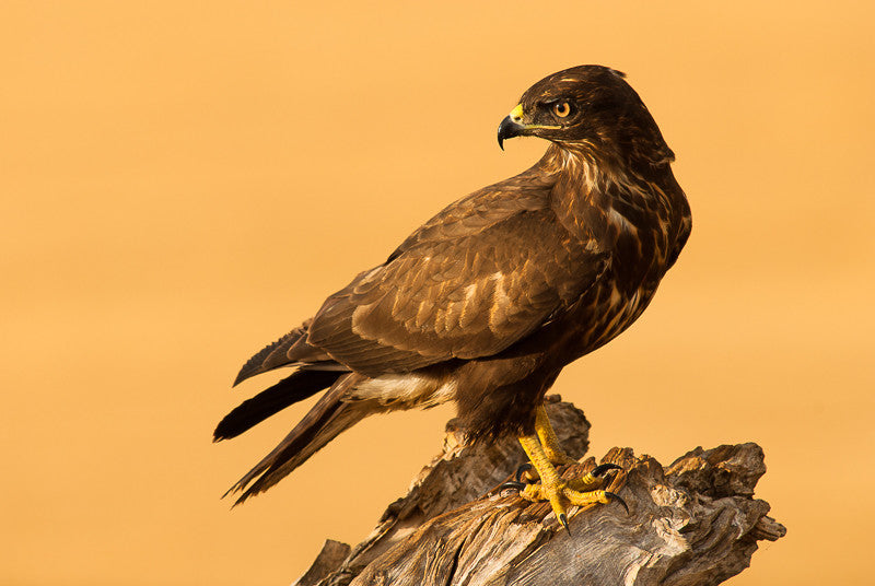 Common Buzzard I