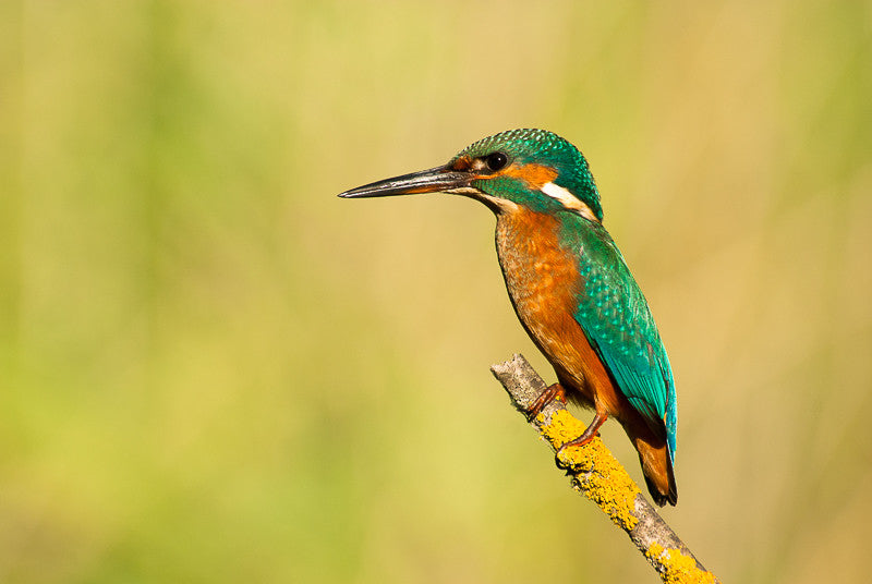 Common Kingfisher II