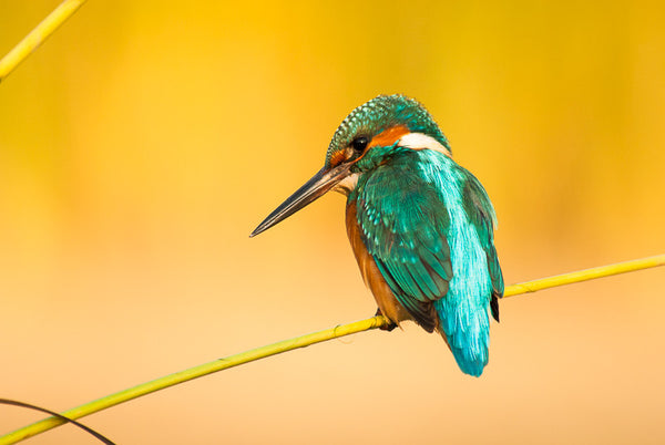 Common Kingfisher I