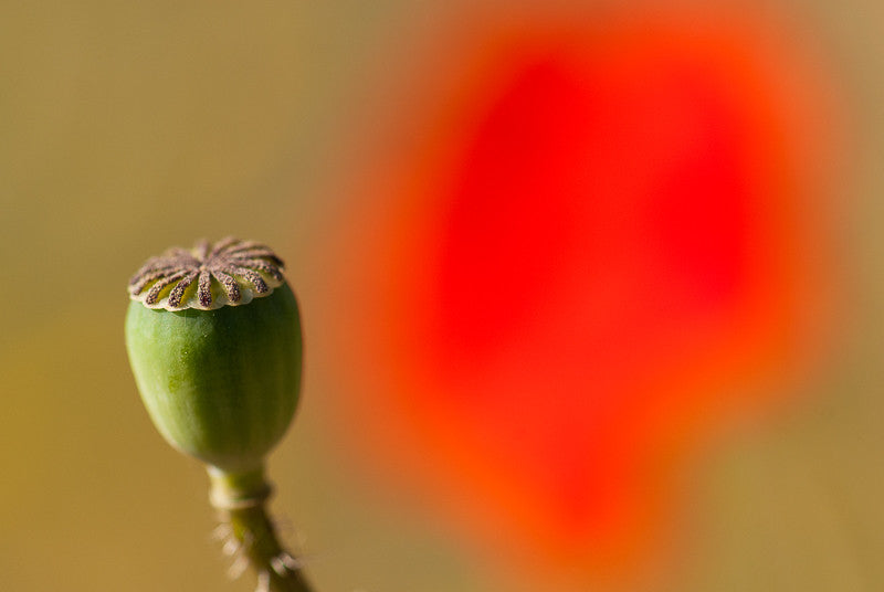Two Phases of a Common Poppy