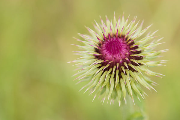 Cotton Thistle