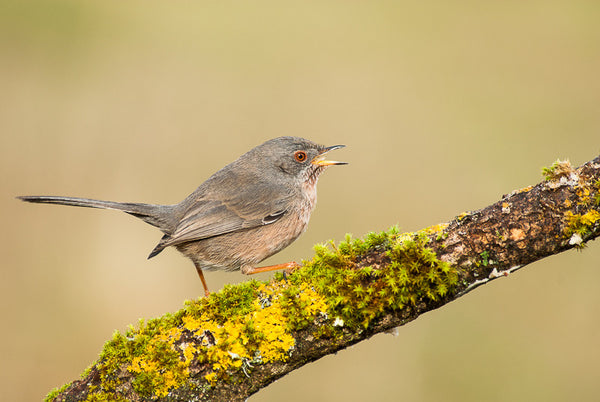 Dartford Warbler