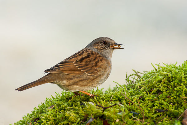 Dunnock III