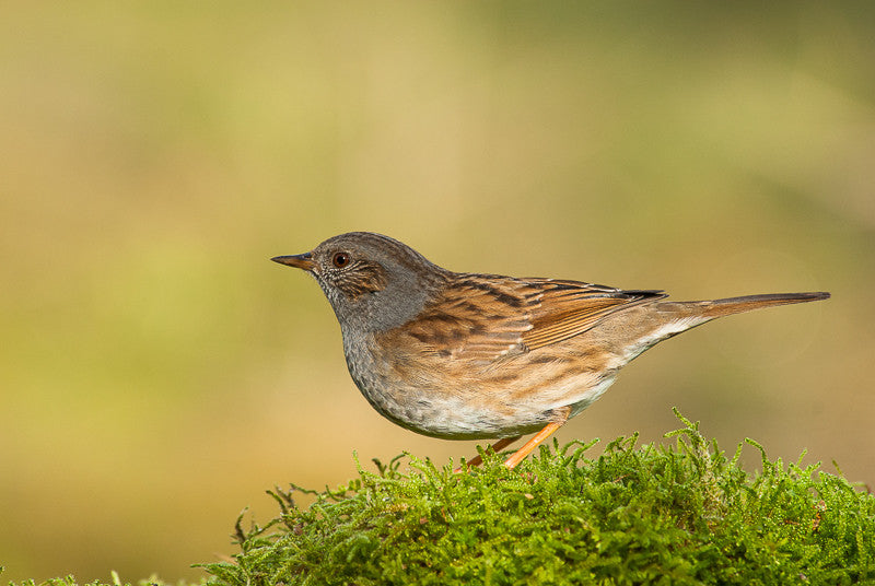Dunnock IV