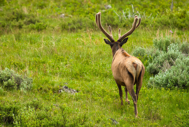 Elk on the Prairie