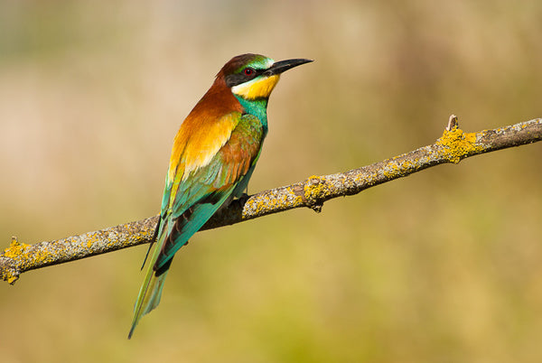 European Bee-eater