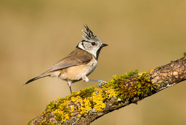 European Crested Tit