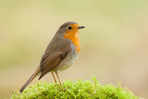 European Robin
