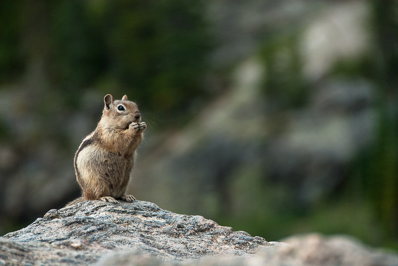 Golden-mantled Ground Squirrel II