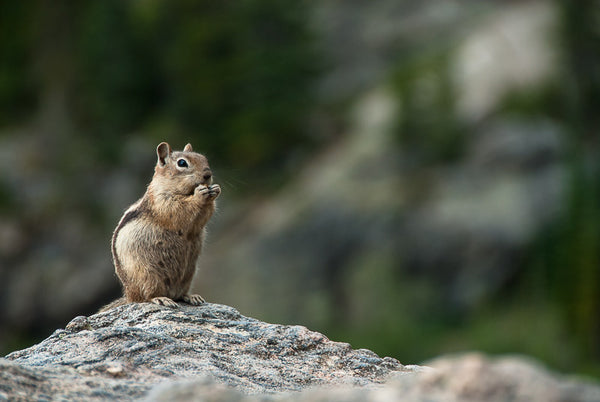 Golden-mantled Ground Squirrel II