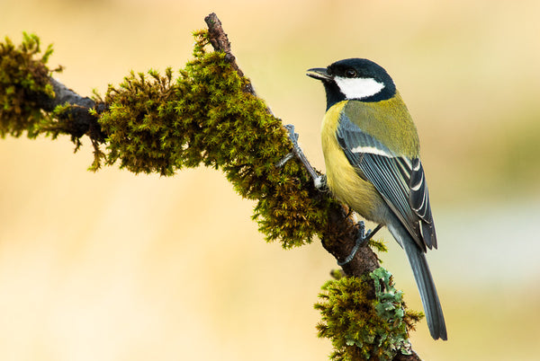 Great Tit