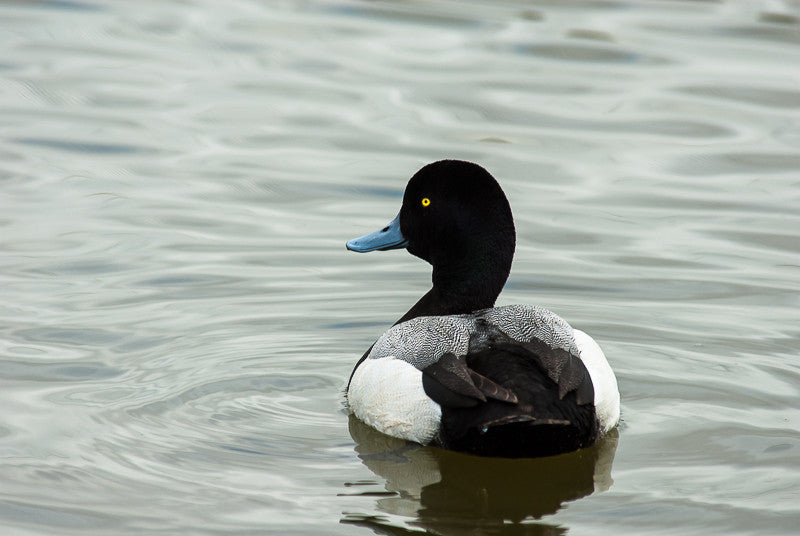 Greater Scaup