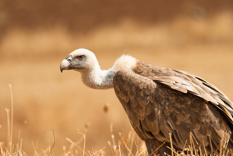 Griffon Vulture II