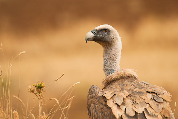 Griffon Vulture I