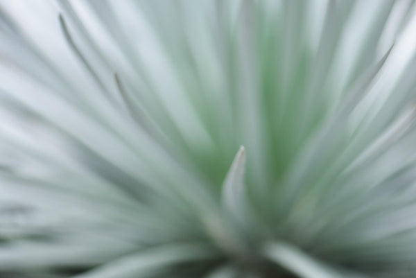 Haleakalā Silversword