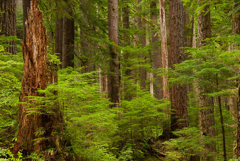 Hiking through Sol Duc Rainforest