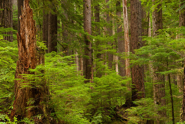 Hiking through Sol Duc Rainforest