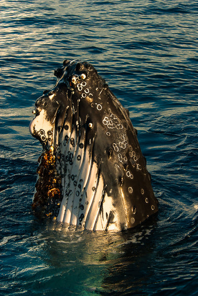 Humpback Whale