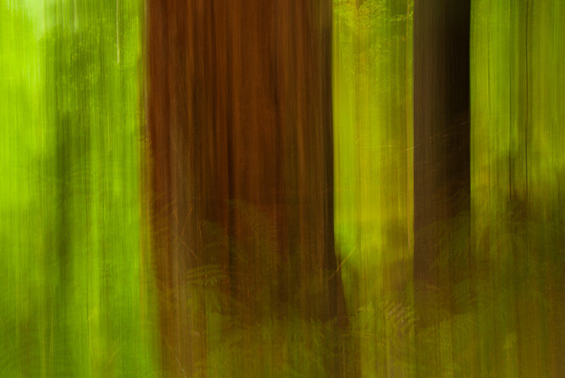 Imaginary Forest