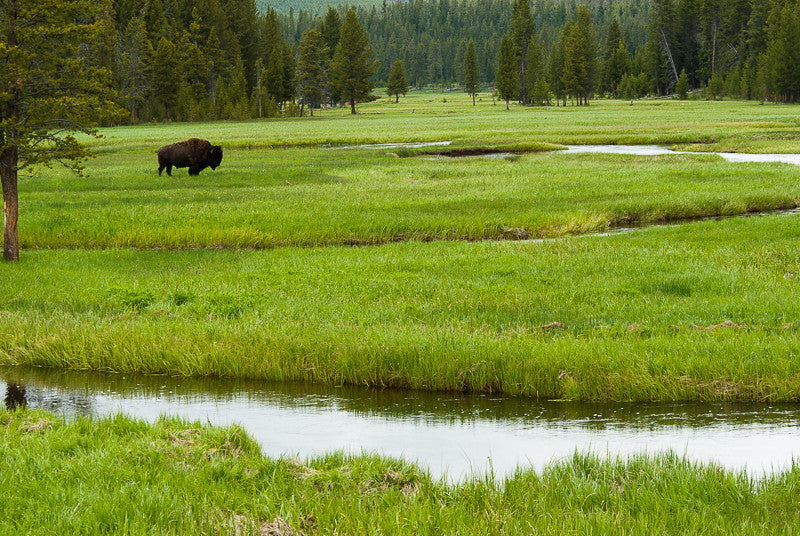 Landscape with American Bison