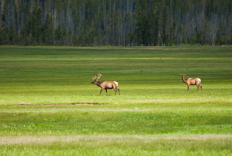 Landscape with Elk