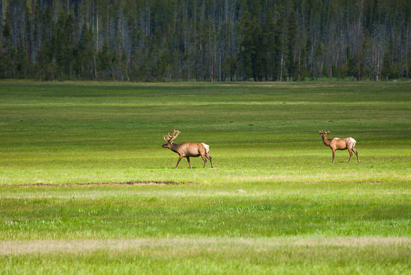Landscape with Elk