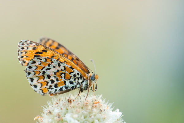 Lesser Spotted Fritillary