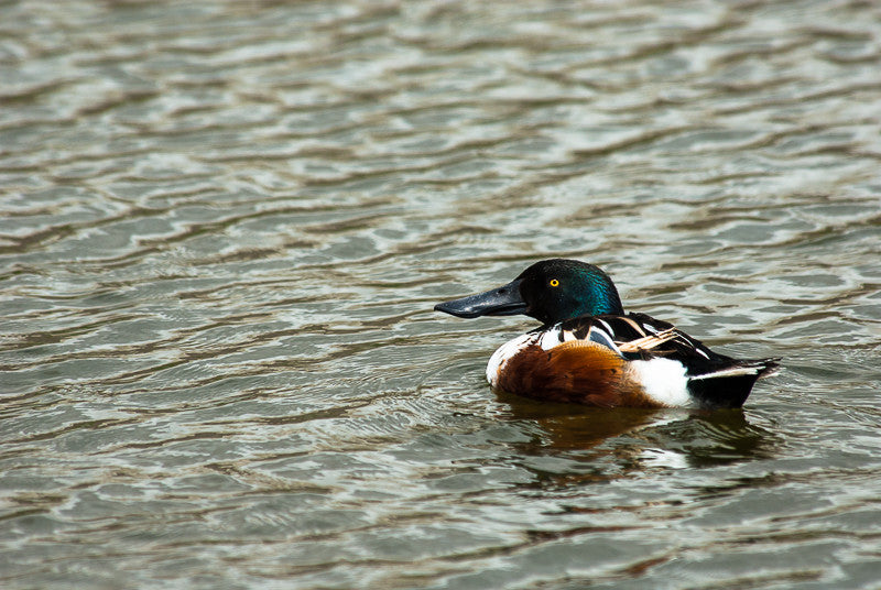 Northern Shoveler