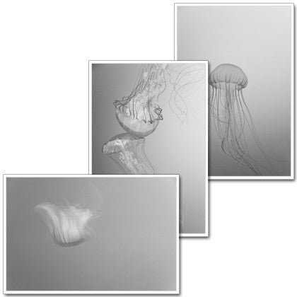 Jellies I