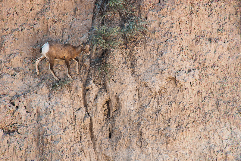 Reckless - Bighorn Sheep (Ovis canadensis)