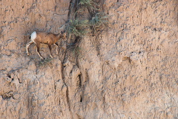Reckless - Bighorn Sheep (Ovis canadensis)