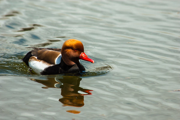 Red-crested Pochard