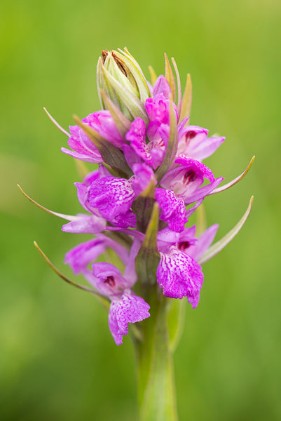 Robust Marsh Orchid
