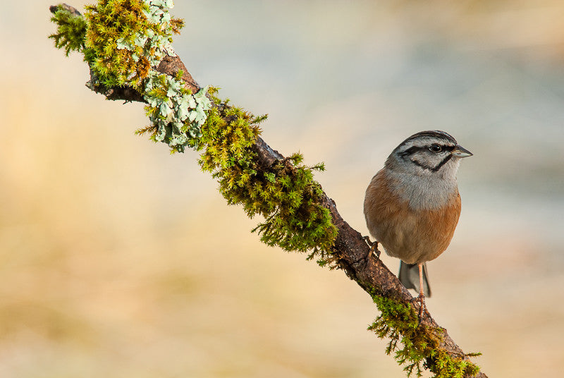 Rock Bunting