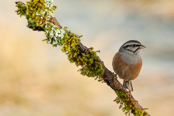 Rock Bunting