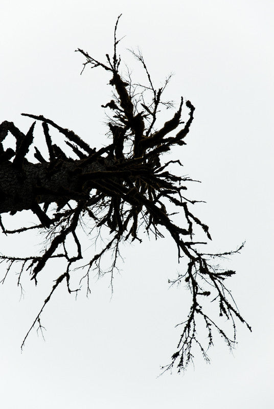 Rorschach Tree