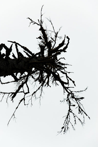 Rorschach Tree