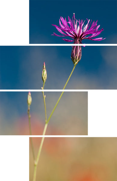 Topped Lavender Split