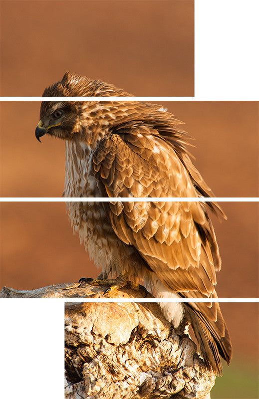 Common Buzzard V Split