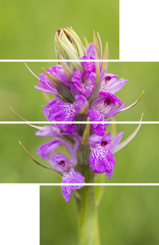Robust Marsh Orchid Split
