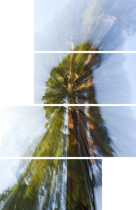 Sequoia-fallin’ Split